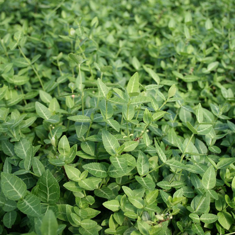 Euonymus  Nyrens  Lav Benved