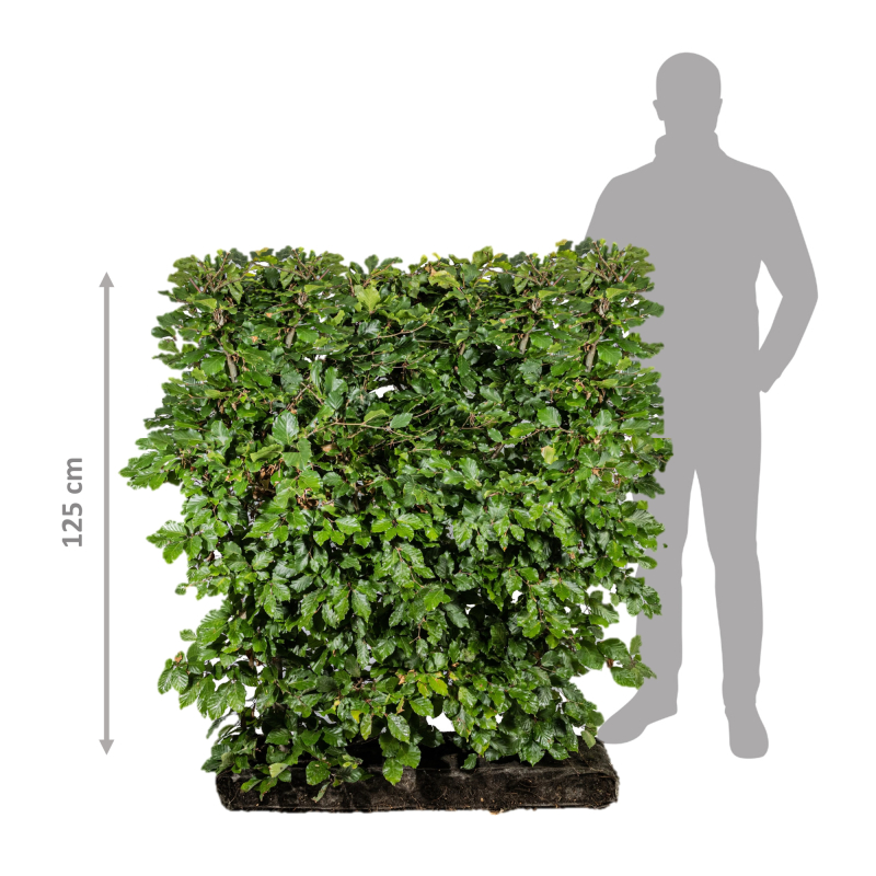 Færdighæk Bøg 125 Cm