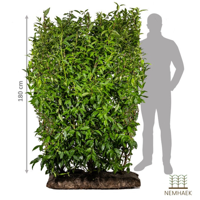 Færdighæk Forsythia 180 Cm