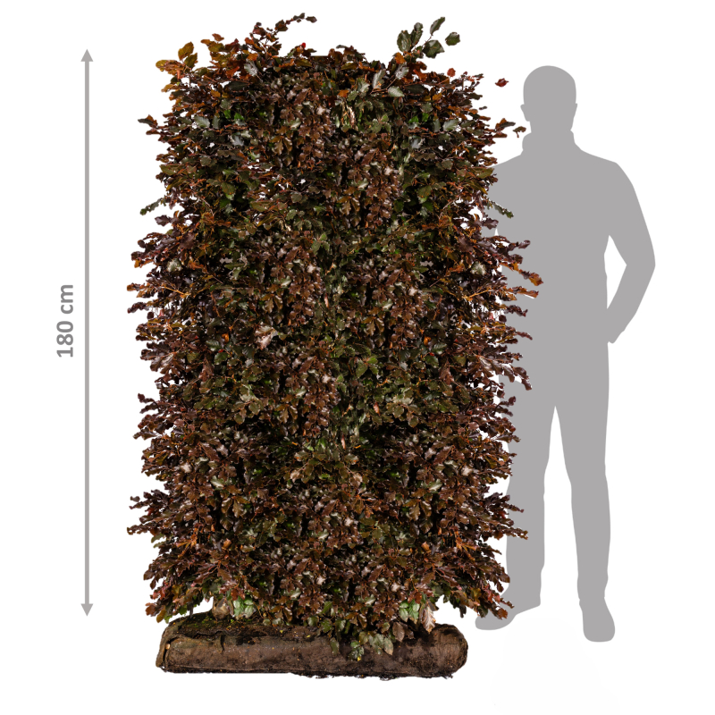 Færdighæk Rødbøg 180 Cm