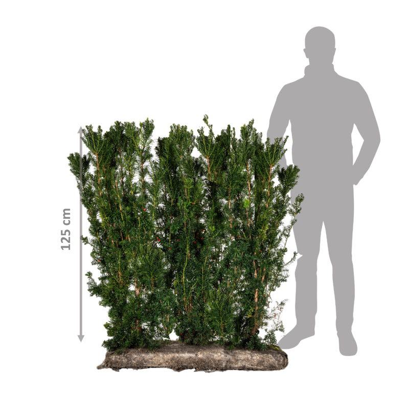 Færdighæk Taks 125 Cm