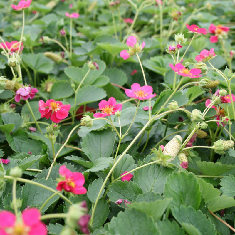 Fragaria  Deep Rose  Jordbær