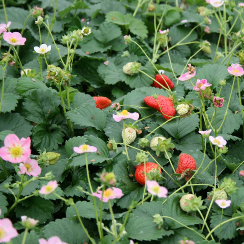 Fragaria  Pink