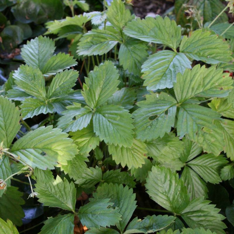 Fragaria Vesca  Rügen  Jordbær