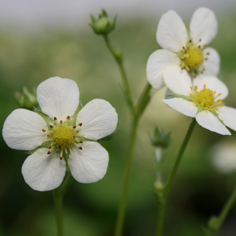 Fragaria Vesca  Småland  Jordbær