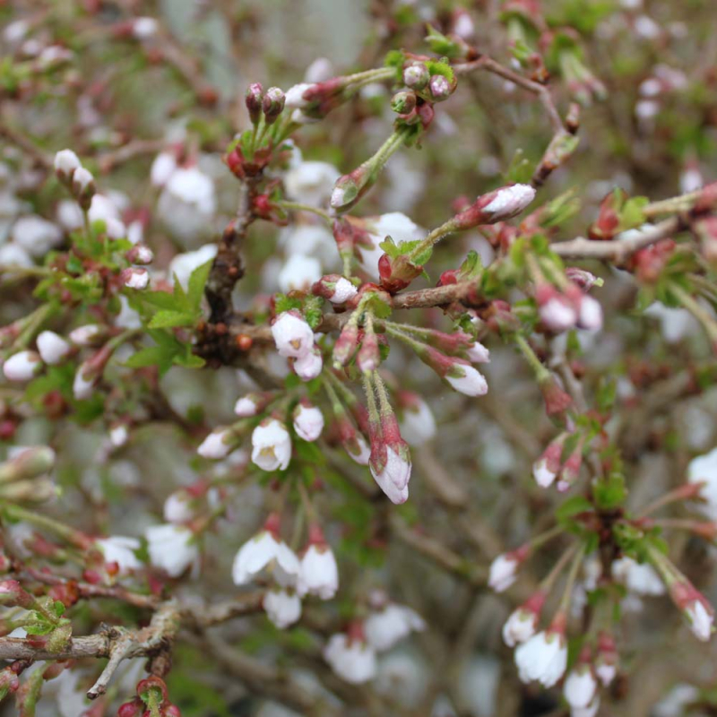 Fuji-kirsebær Prunus Incisa  Kojou-no-mai  Toppodet Stamme 100 Cm