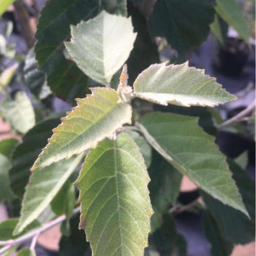 Fujiyama-æble Malus Tschonoskii 175-200 Cm
