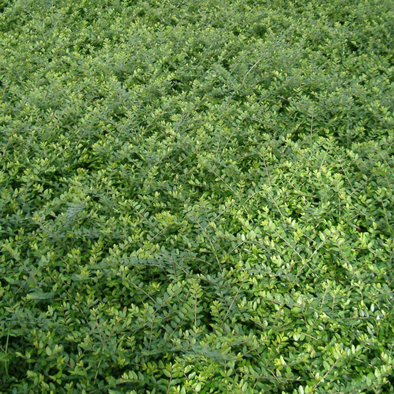 Gedeblad Lonicera Nitida  Elegant