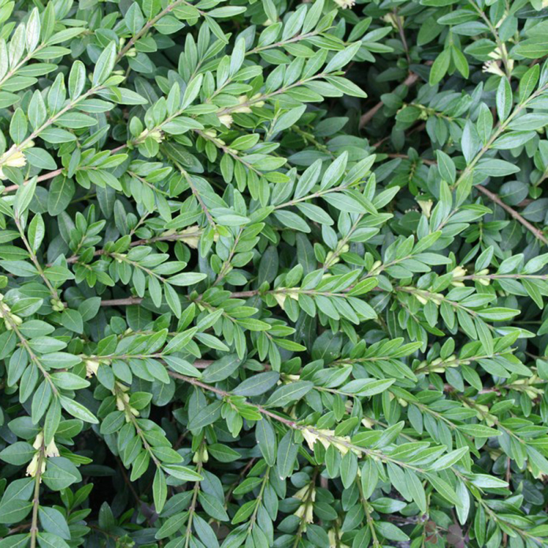 Gedeblad Lonicera Pileata