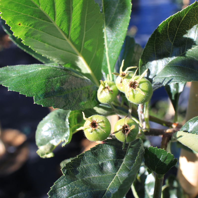 Glansbladet Tjørn Crataegus Lavellei  Carrierei  150-175 Cm