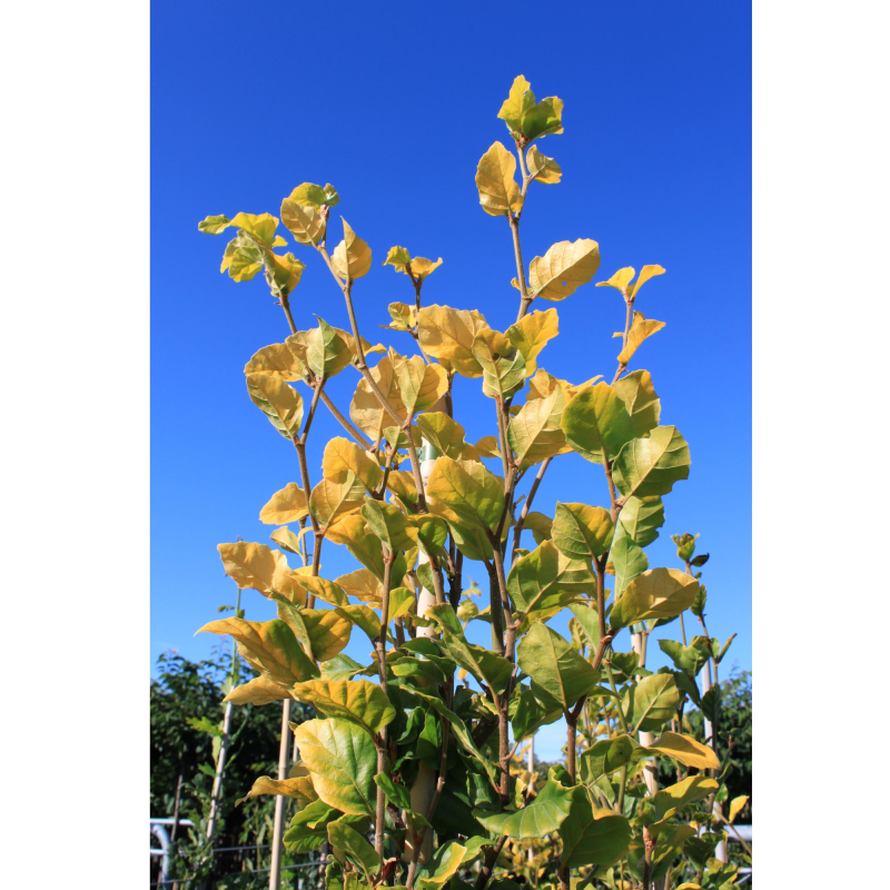 Gulbladet Søjlebøg Fagus Sylvatica  Dawyck Gold  175-200 Cm