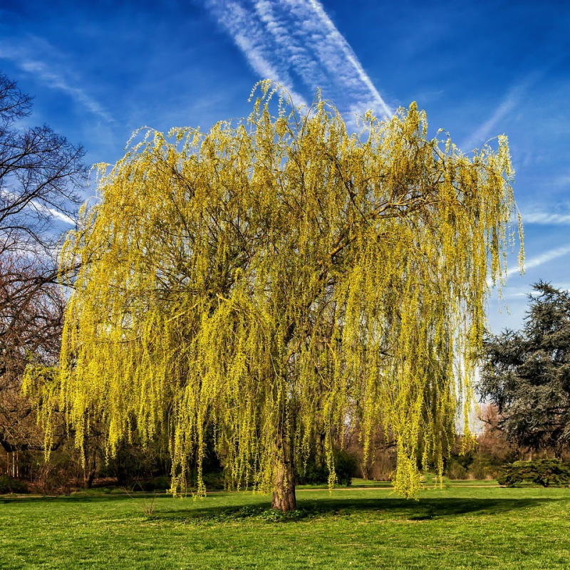 Guldhængepil Salix Alba  Tristis  175-200 Cm 10   Potte