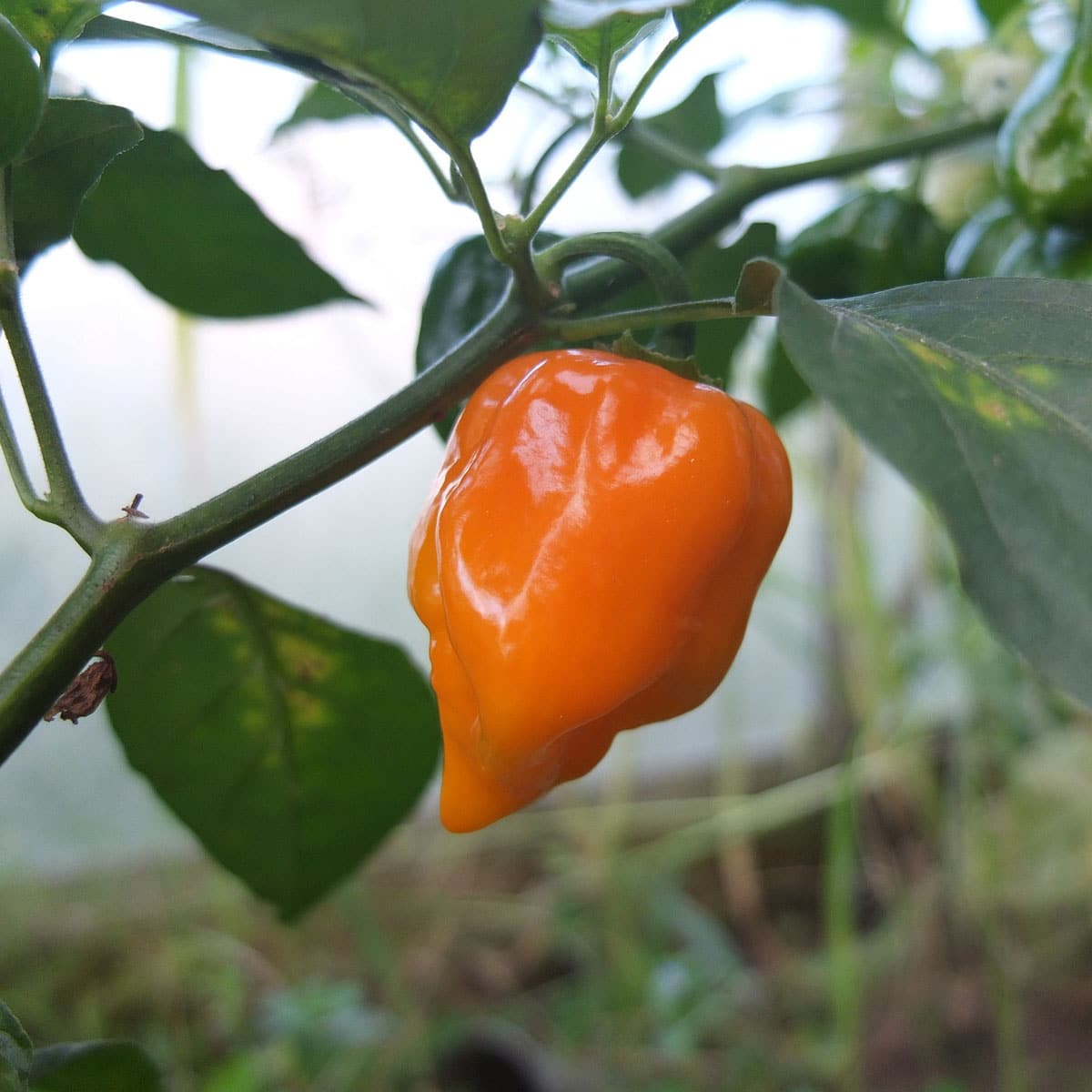 Habanero Yellow Chili Frø Hot Chili