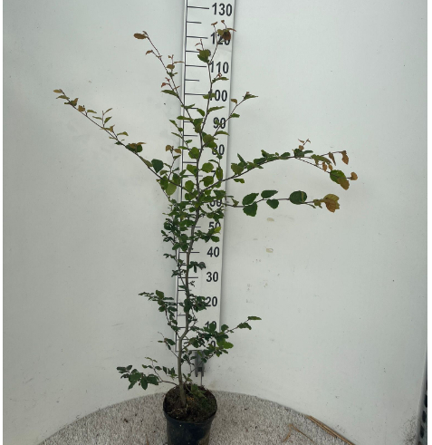 Hækplanter Bøg        Potte 60-80 Cm