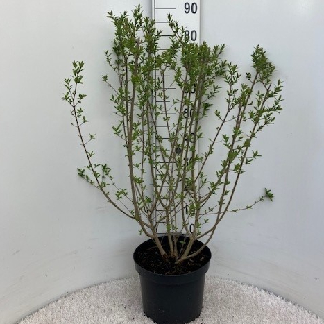 Hækplanter Liguster   10    Potte 60-80 Cm