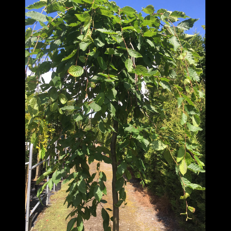 Hænge Avnbøg Carpinus Betulus  Pendula