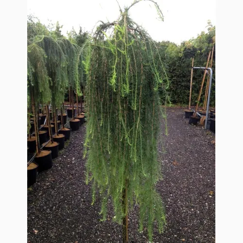 Hænge Lærk Larix Kaempferi  Stiff Weeping  Toppodet 120 Cm Stamme