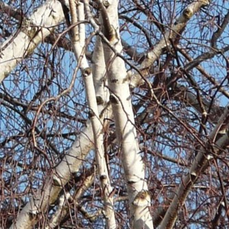 Hængebirk Betula Pendula Dalecarlica 175-200 Cm