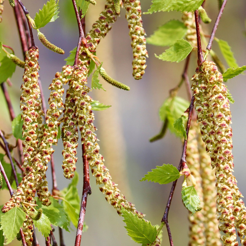 Hængebirk Betula Pendula  Tristis  200-250 Cm