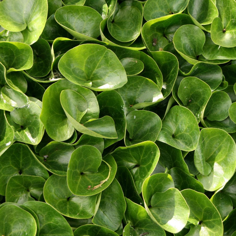 Hasselurt Asarum Europaeum