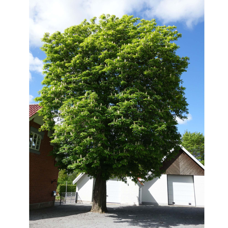 Hestekastanie Aesculus Hippocastaenum 175-200 Cm