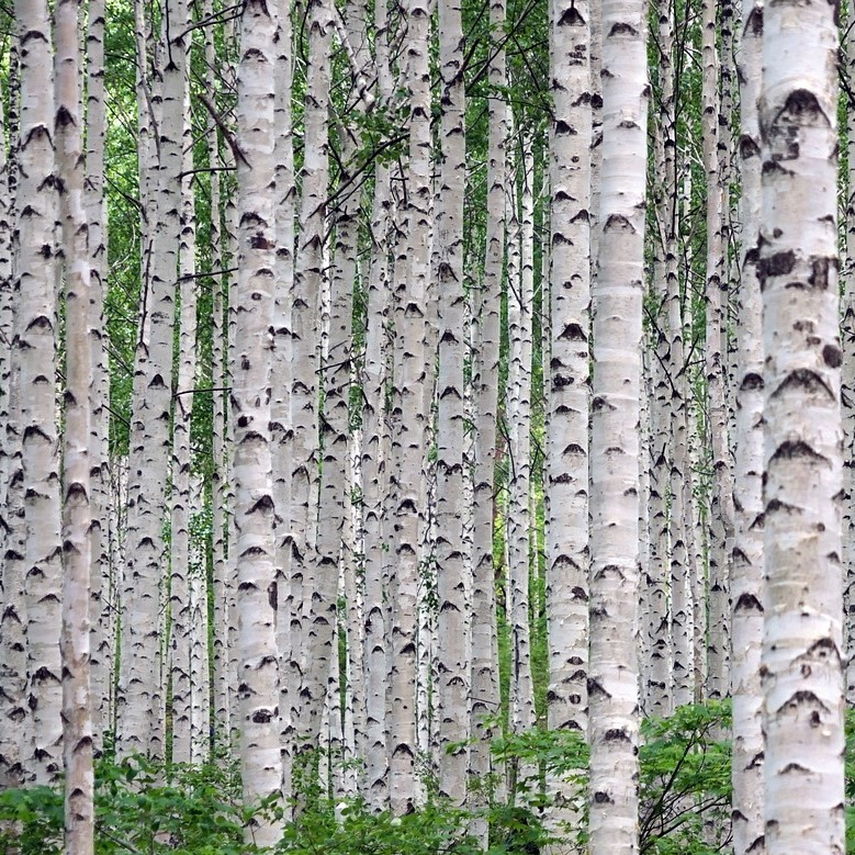 Himalayabirk Betula Utilis 200-250 Cm  10    Potte