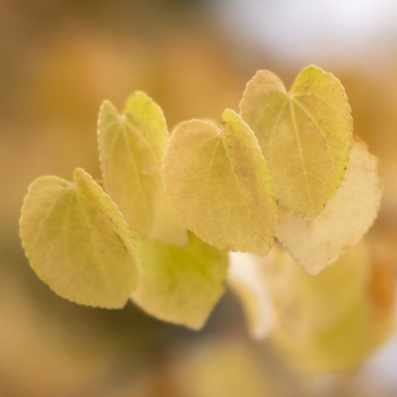 Hjertetræ Cercidiphyllum Japonicum Enstammet 200-250 Cm