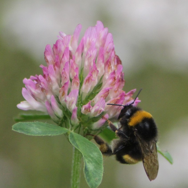 Humlebiens Kærlighed Blomsterfrø 30m2
