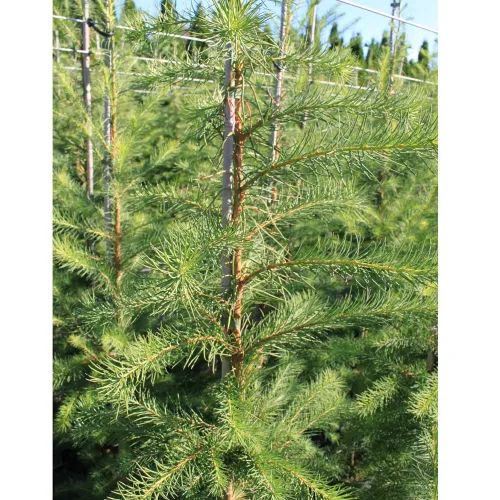 Hybridlærk Larix Eurolepis 125-175 Cm