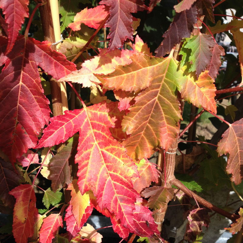 Ildløn Acer Ginnala 200-250 Cm