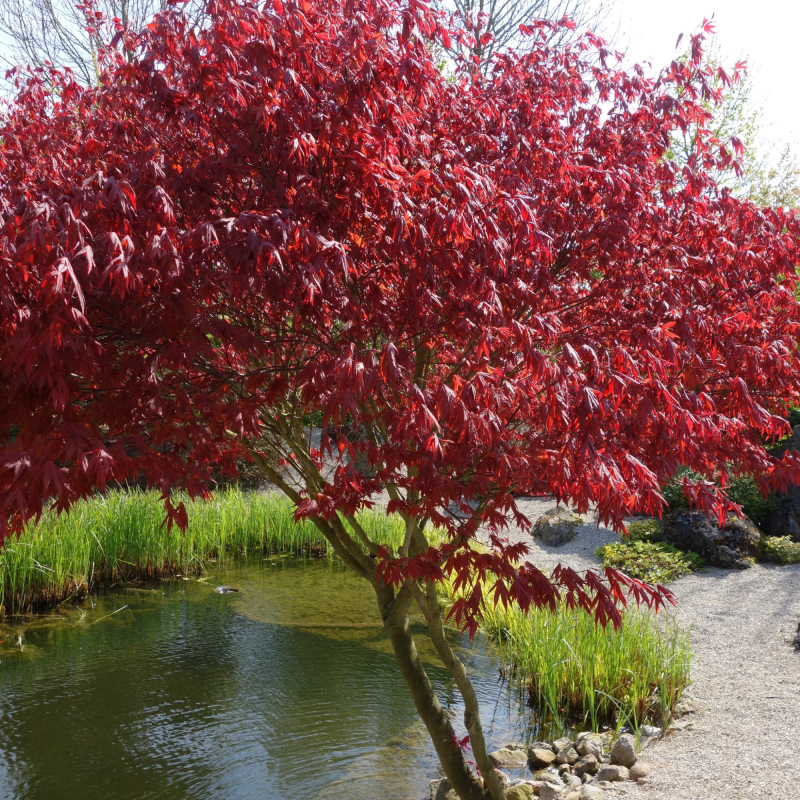 Japansk Ahorn Acer Palmatum  Firecracker  60-80 Cm
