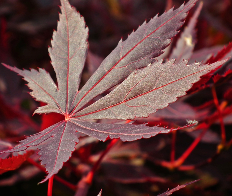 Japansk Ahorn Acer Palmatum  Fujinami  60-80 Cm