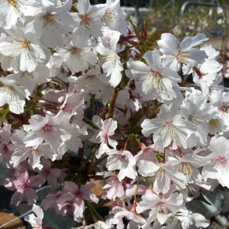 Japansk Bjergkirsebær Prunus Nipponica  Brillant  Toppodet 50 Cm Stamme