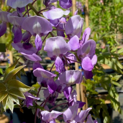 Japansk Blåregn Wisteria Brachybotrys  Okayama  175-200 Cm