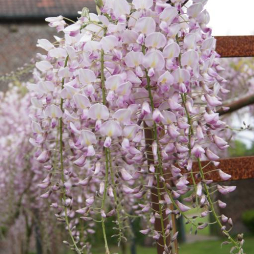 Japansk Blåregn Wisteria Floribunda  Honbeni  175-200 Cm