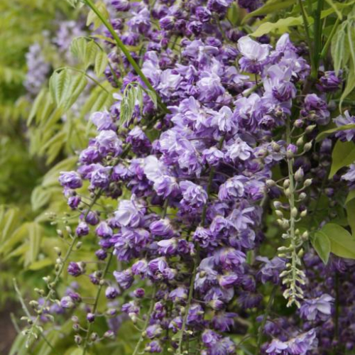 Japansk Blåregn Wisteria Floribunda  Violacea Plena  175-200 Cm