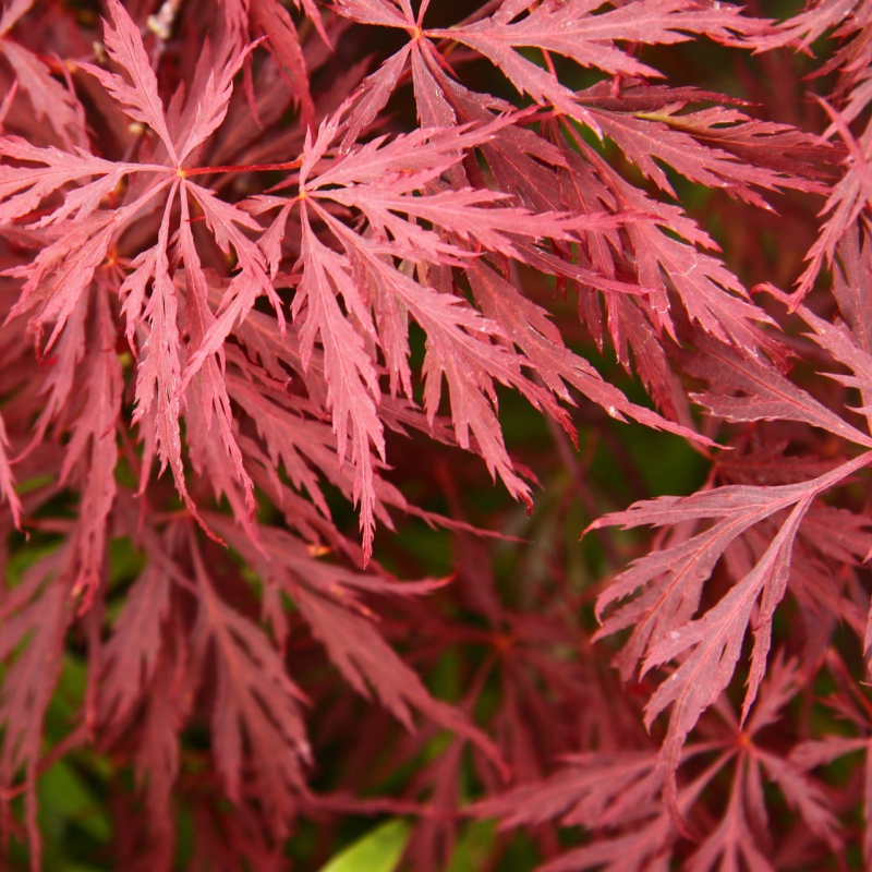 Japansk Dværgahorn Acer Palmatum  Garnet  60-80 Cm