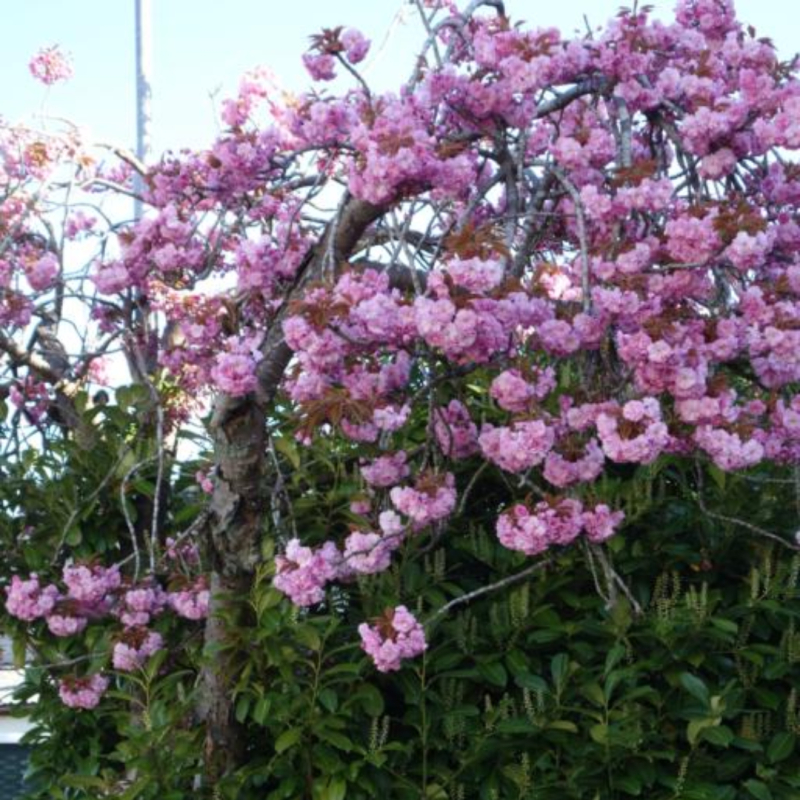 Japansk Hængekirsebær Prunus Serr   Kiku-shidare-sakura  Toppodet 150 Cm Stamme