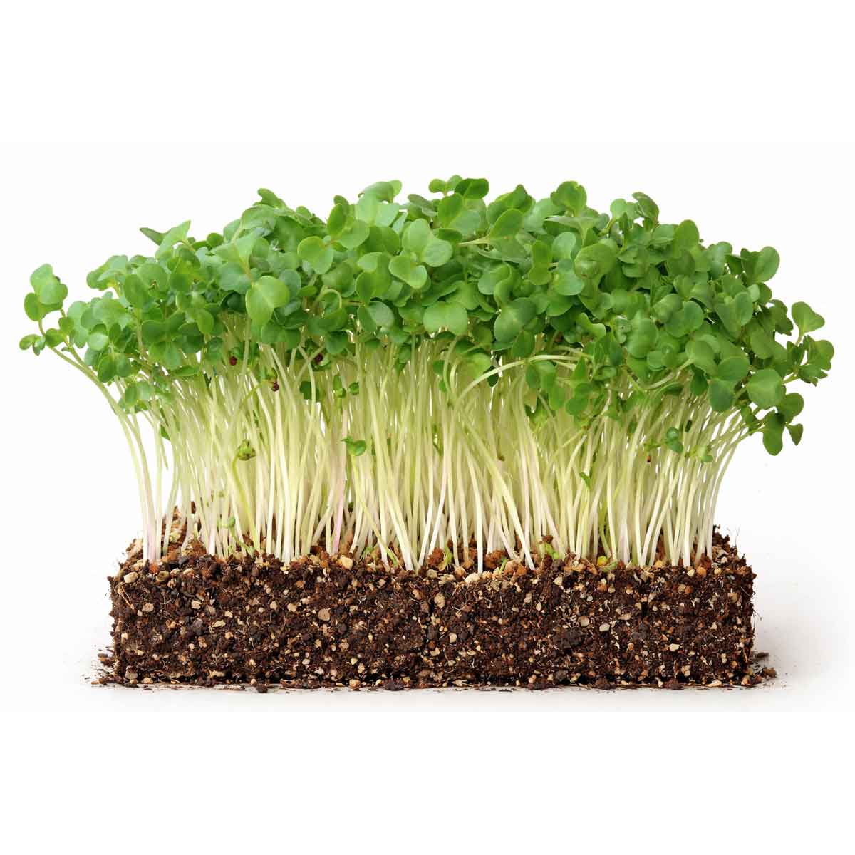 Kale Black Tuscany Sort Palmekål øko