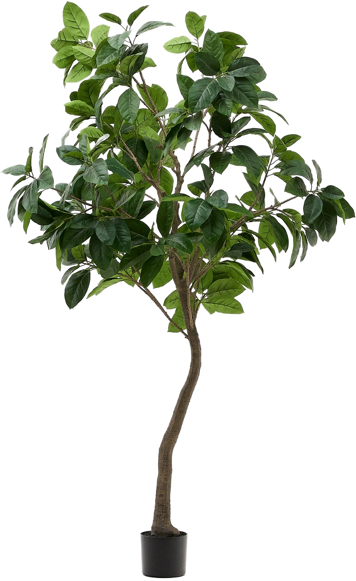 Kunstig Ficus Elastica Gummitræ Kave Home Ficus 210 Cm Grøn   Sort Potte