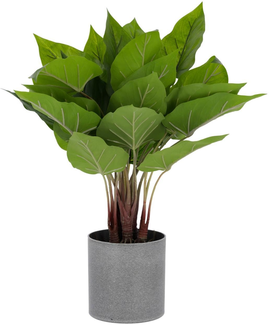 Kunstig Plante Kave Home Anthurium 50 Cm Grå Potte Vedligeholdelsesfri Dekoration Til Hjem Og Kontor