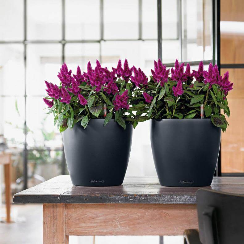 Lechuza Classico Color Krukke Til Blomster Med Selvvandingssystem  Slate ø21   H20 Cm
