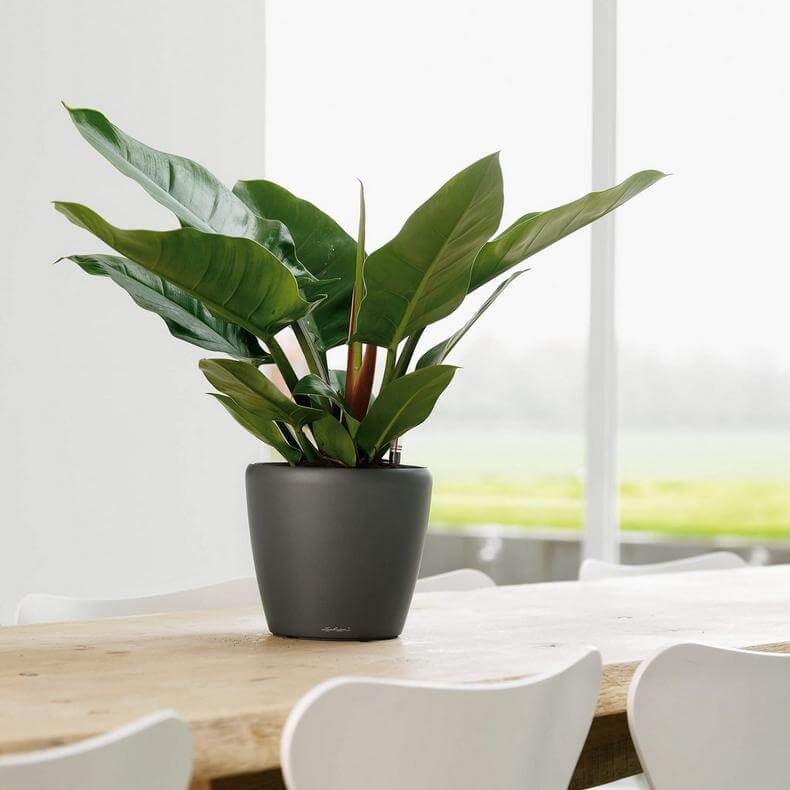 Lechuza Classico Premium Ls Indendørs Krukke Til Blomster Med Selvvandingssystem  Charcoal Metallic ø28   H26 Cm
