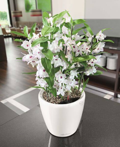 Lechuza Classico Premium Ls Indendørs Krukke Til Blomster Med Selvvandingssystem  Hvid Højglans ø21   H20 Cm