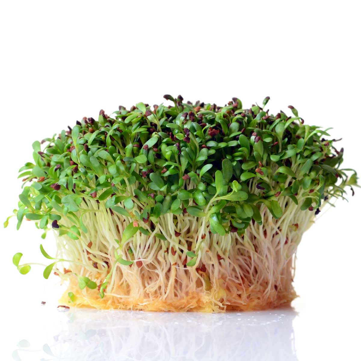 Lucerne  Alfalfa  økologiske Frø
