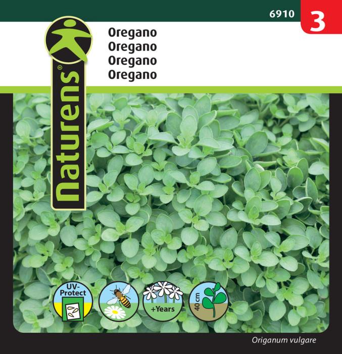 Oregano Vild Merian Frø