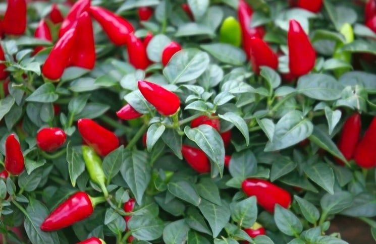 Paprika Yvona Hot Pepper