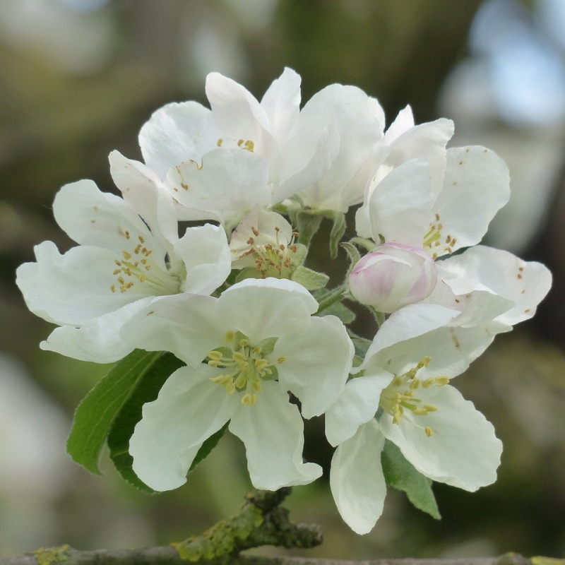 Paradisæble Malus Toringo Brouwers Beauty 175-200 Cm