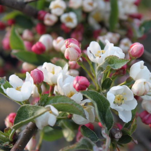Paradisæble Malus Toringo  Tina  Toppodet 180 Cm Stamme