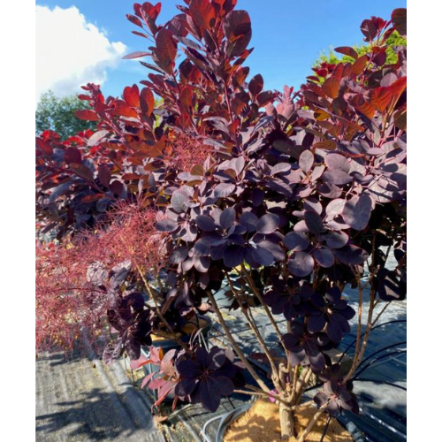 Parykbusk Cotinus Coggygria  Royal Purple  100-125 Cm